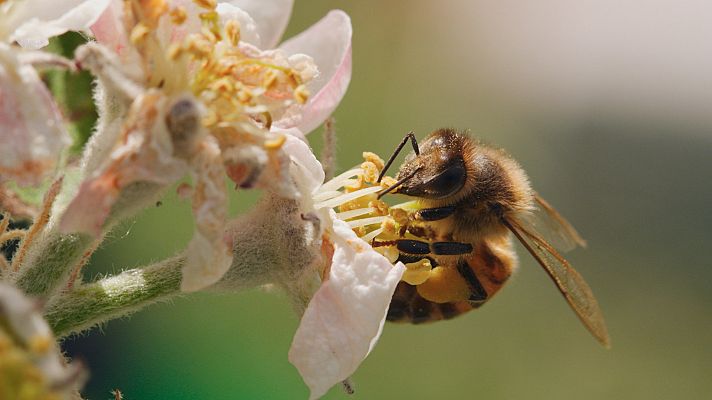 Diario de una abeja