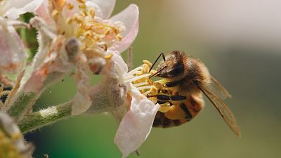 Somos documentales - Diario de una abeja - ver ahora