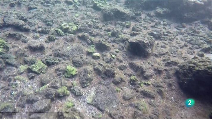 Telecanarias - Telecanarias 2  - 13/12/2022