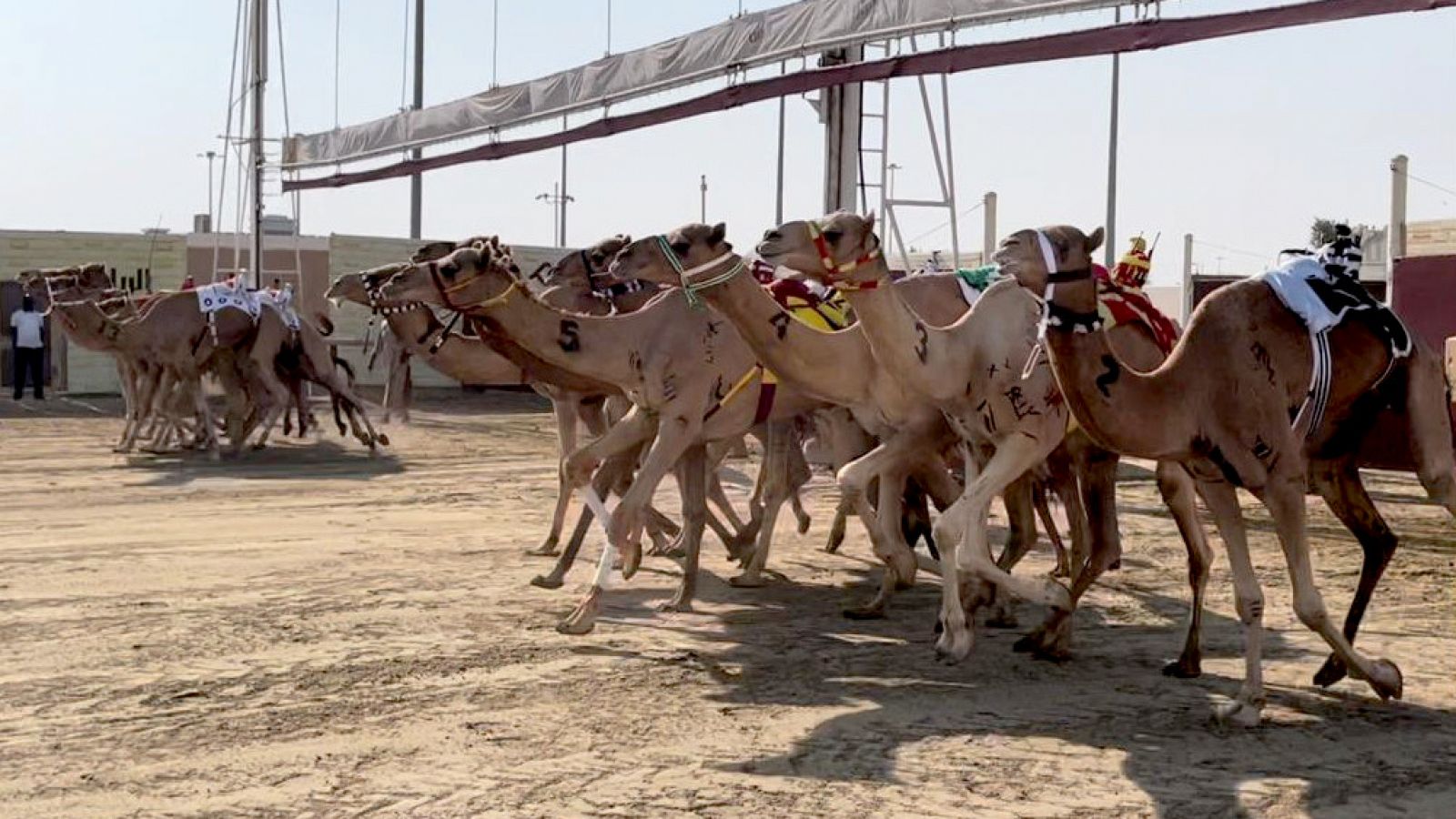 Qatar 2022 | Carreras de camellos, la gran pasión catarí