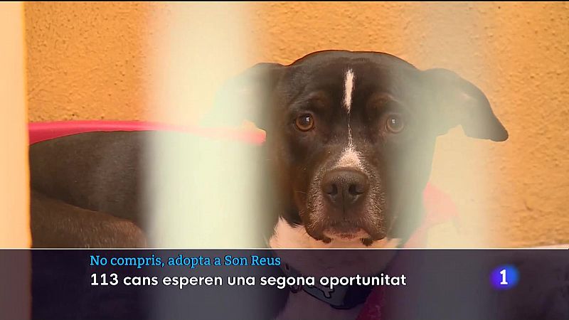 No compris, adopta a Son Reus - 15/12/22 - Veure ara