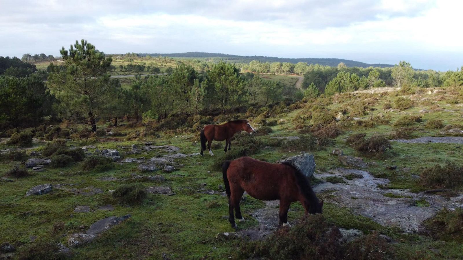 El escarabajo verde - As bestas salvaxes - ver ahora