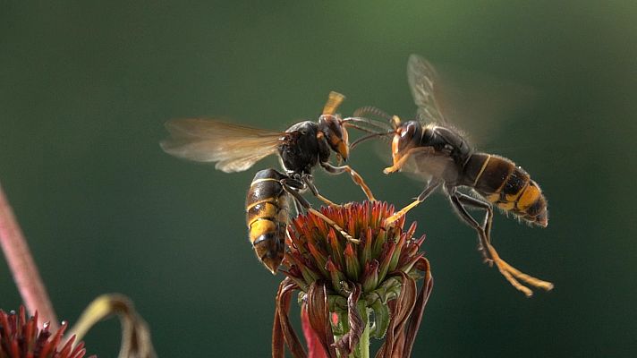 ¡Qué animal! - Juego