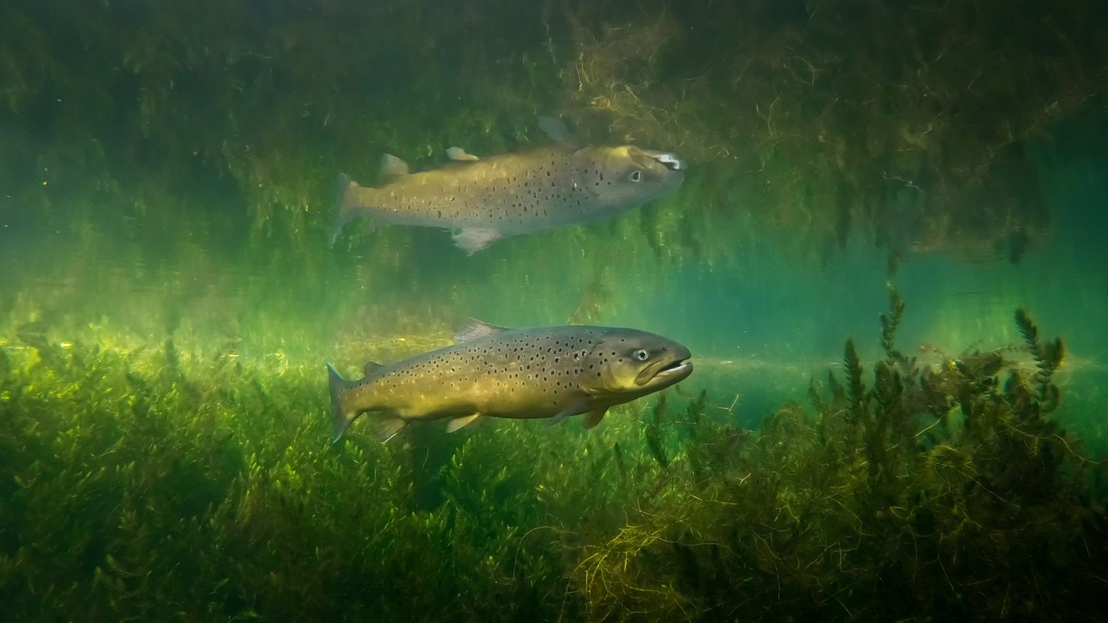 Cuaderno de campo - Truchas y salmones - Ver ahora