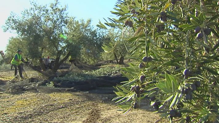 Firmado el convenio del campo