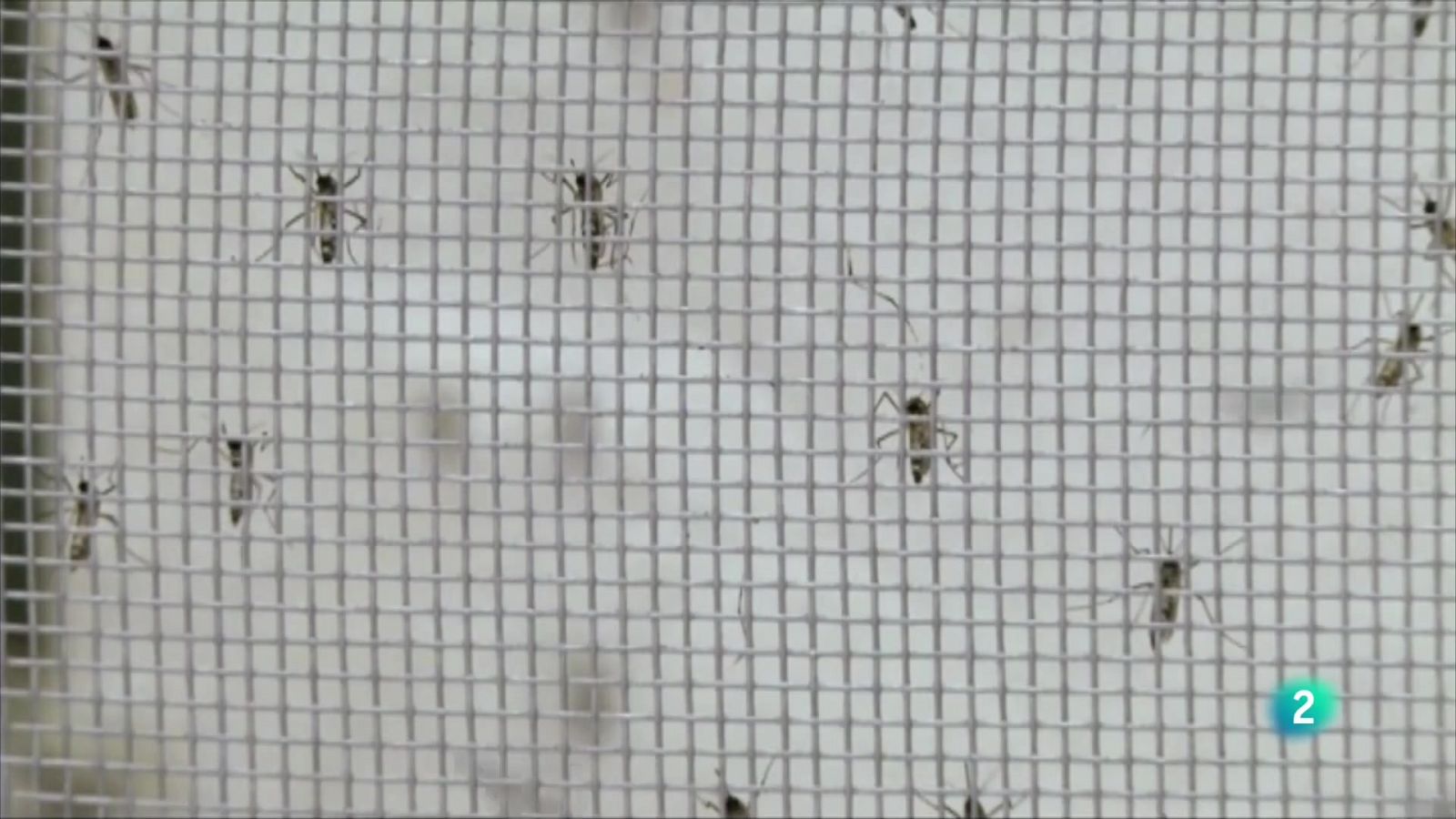 Telecanarias 2 - 21/12/2022 | Ver