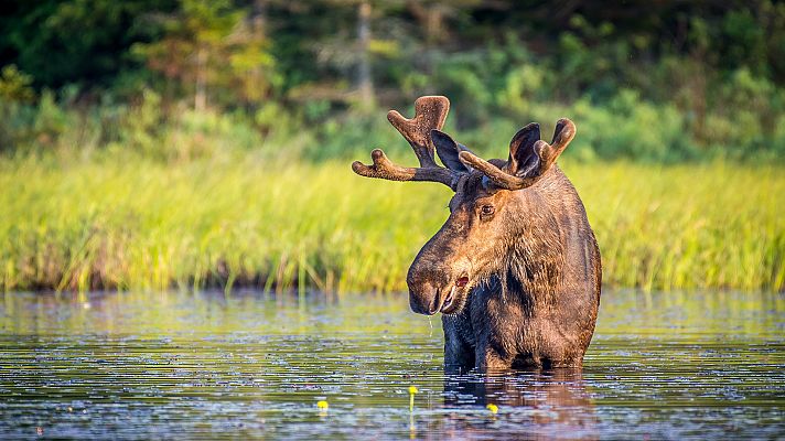Animales al natural - Ungulados