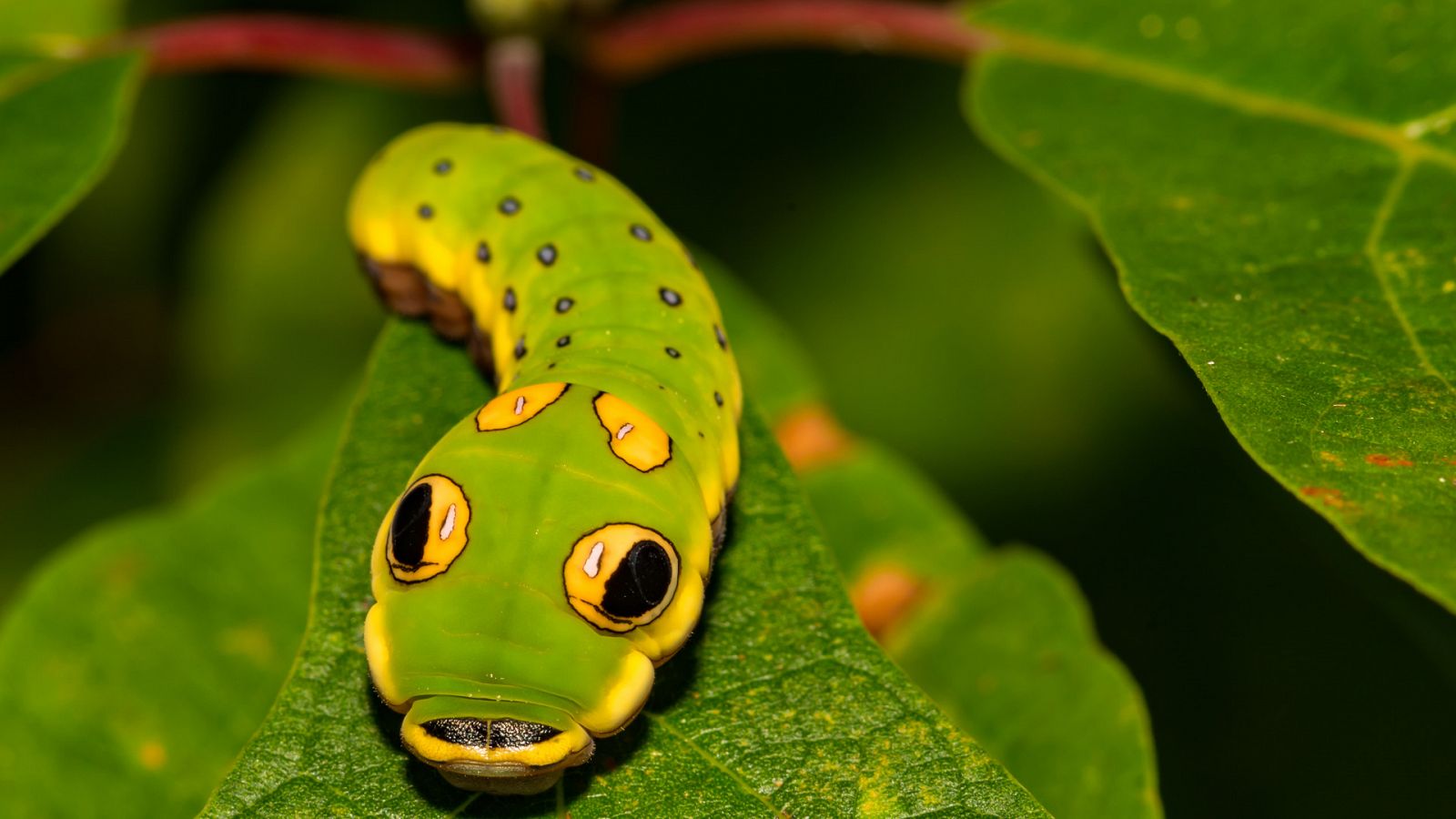 Animales al natural - T2 - Episodio 5: Insectos - Documental en RTVE