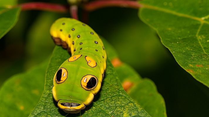 Animales al natural - Insectos