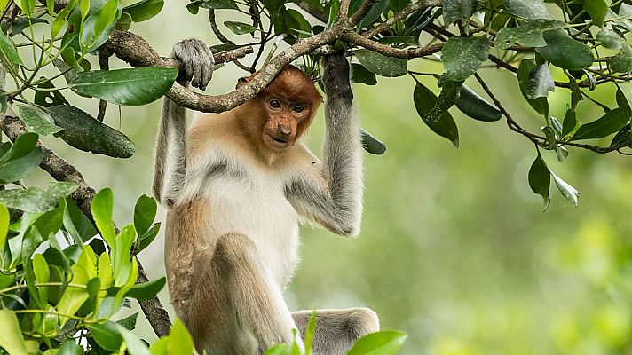 Borneo: El bosque sagrado