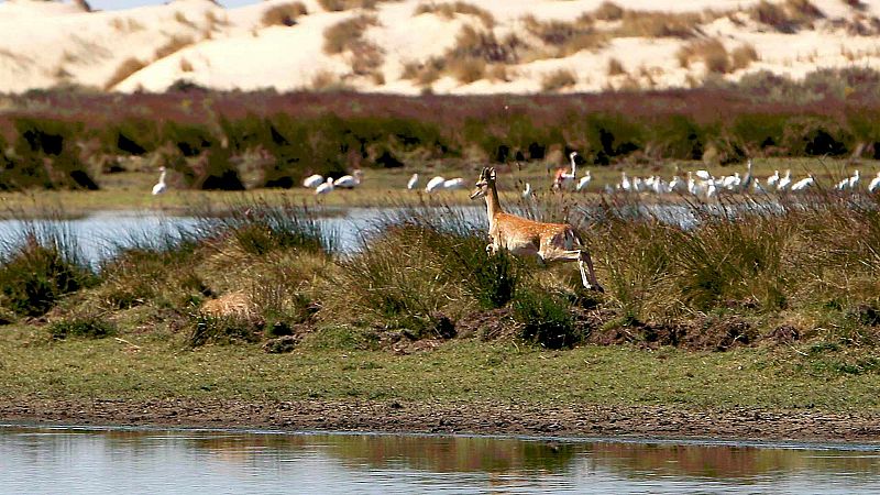 La laguna de Santa Olalla, en Doñana, recupera el 50% de su capacidad