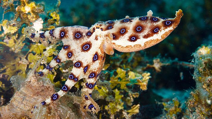 Animales al natural - Pulpos