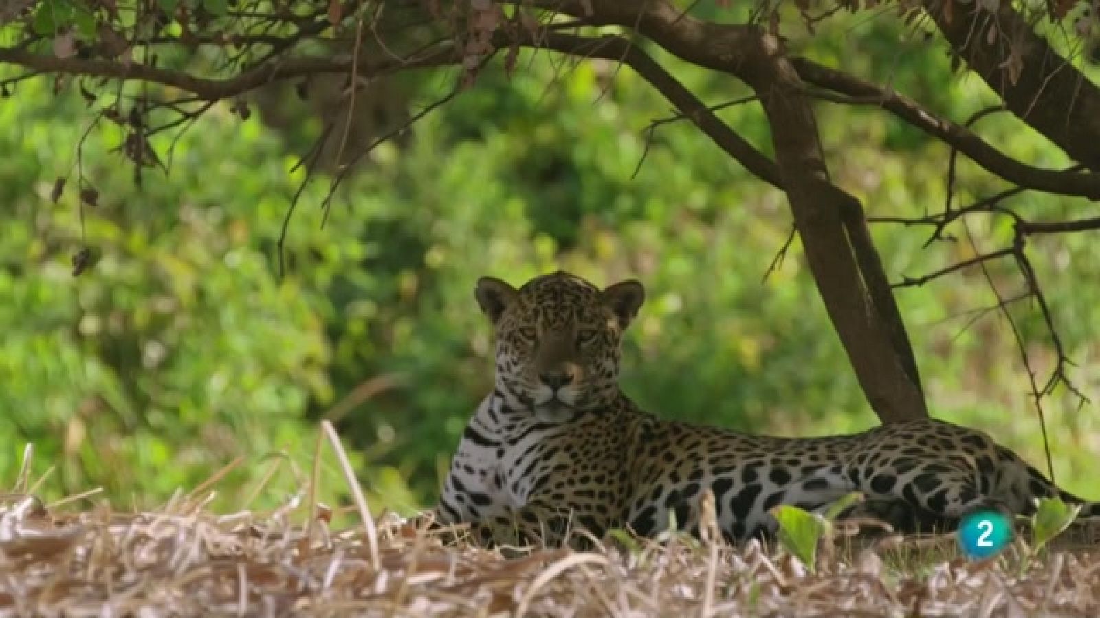 Som Documentals - L'era dels grans gats: Els orígens