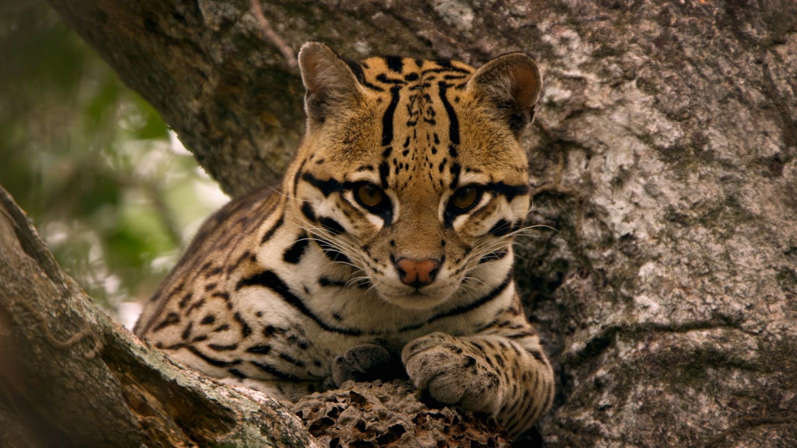 Animales al natural - T2. Episodio 9: Felinos salvajes - Documental en RTVE