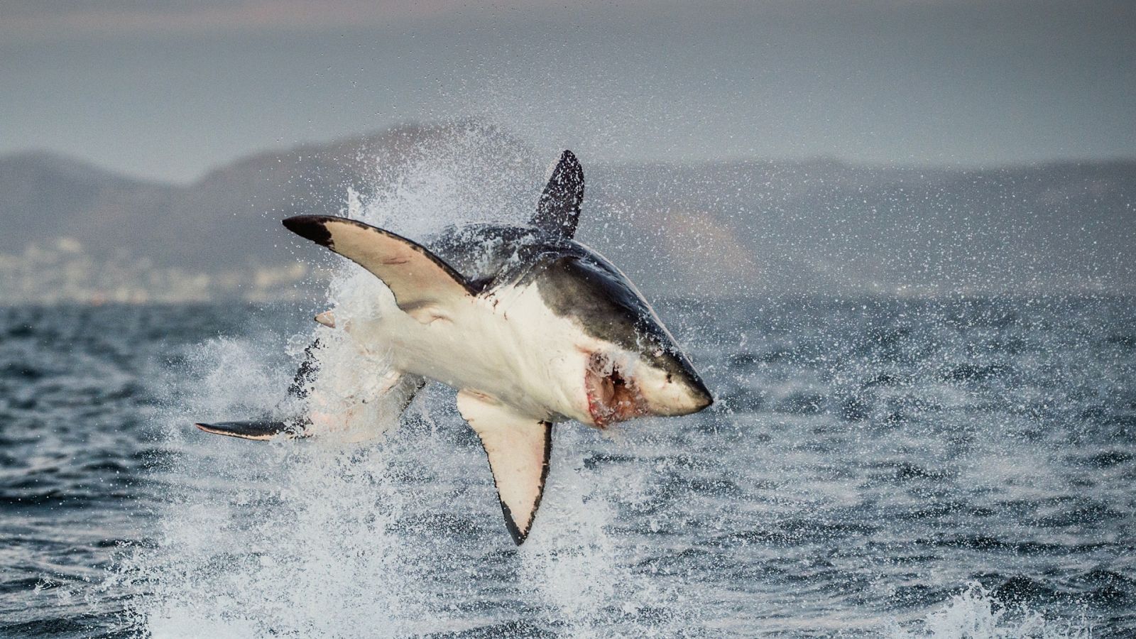 Animales al natural - T2. Episodio 10: Tiburones - Documental en RTVE