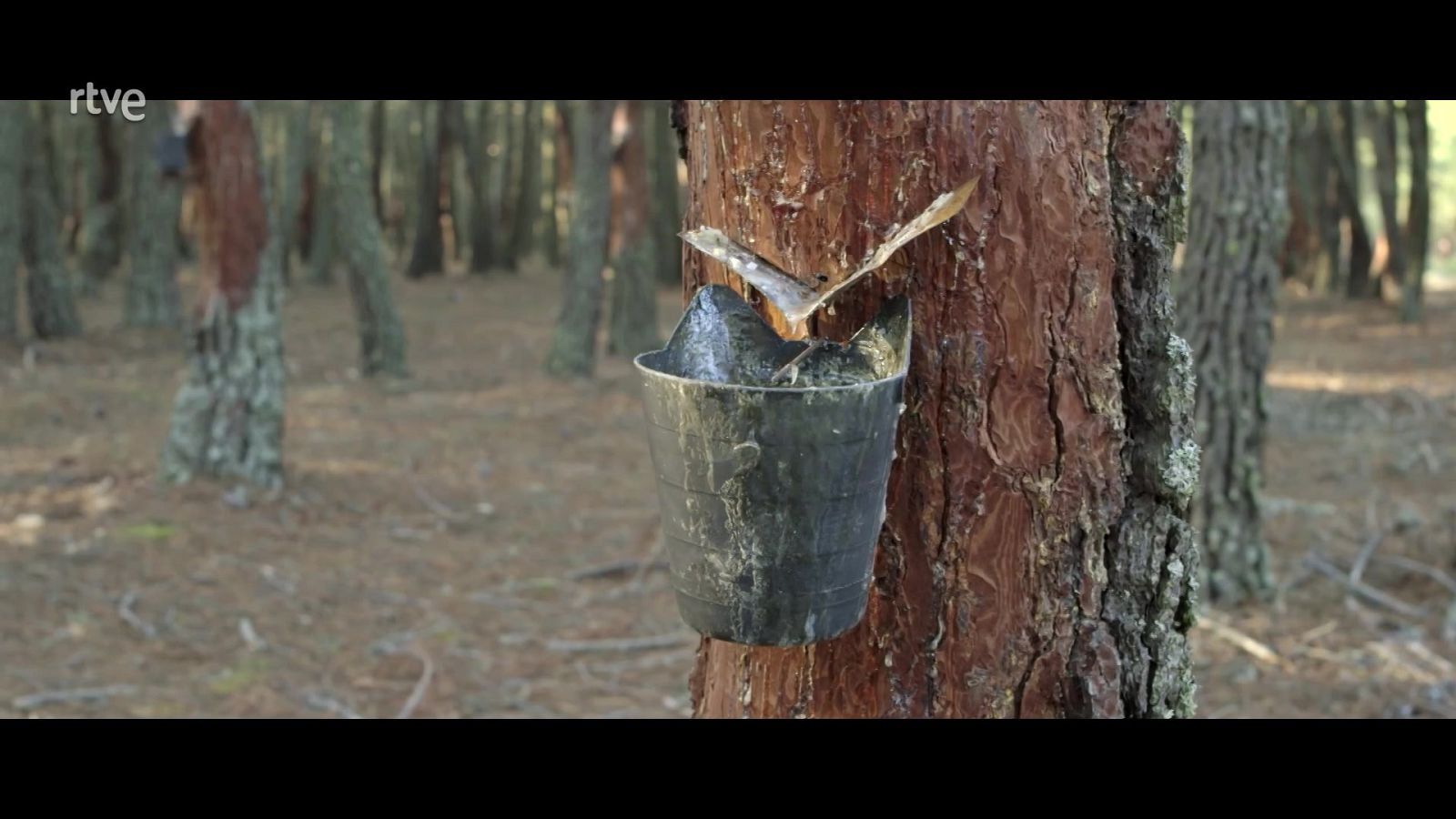 Red Natura 2000 - Programa 2 - ver ahora