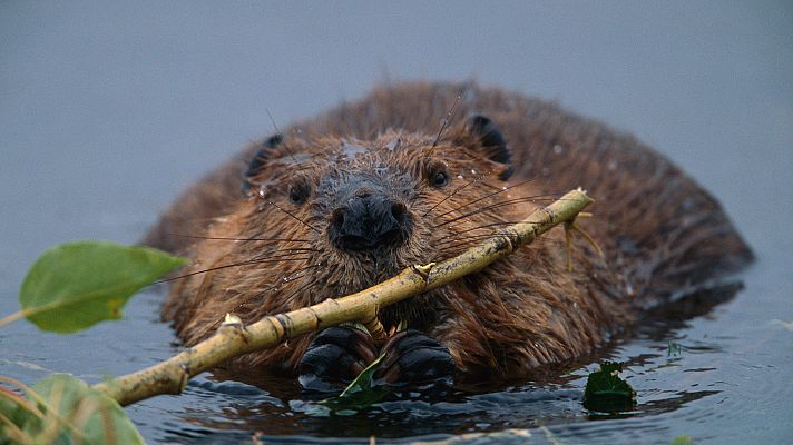 Animal Einsteins - Constructores