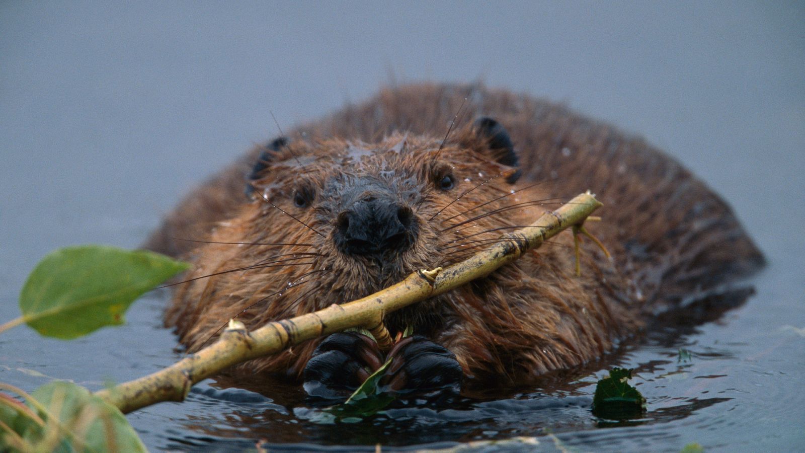 Animal Einsteins - Episodio 3: Constructores - Ver ahora