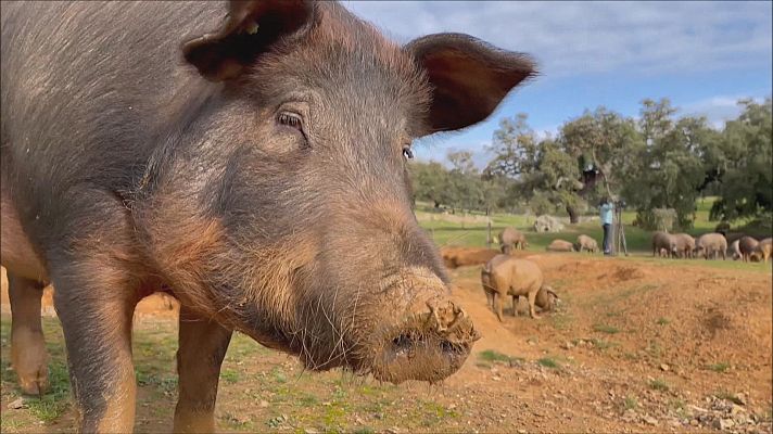 Menos cochinos ibéricos en montanera