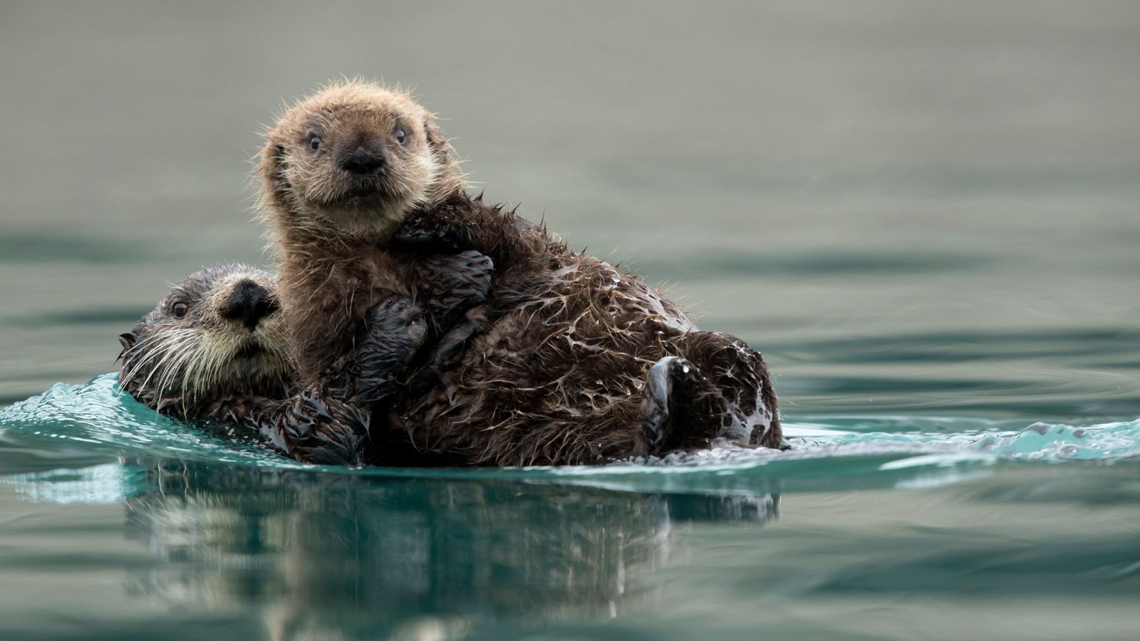 Animal Einsteins - Episodio 5: Maestros del engaño - Documental en RTVE
