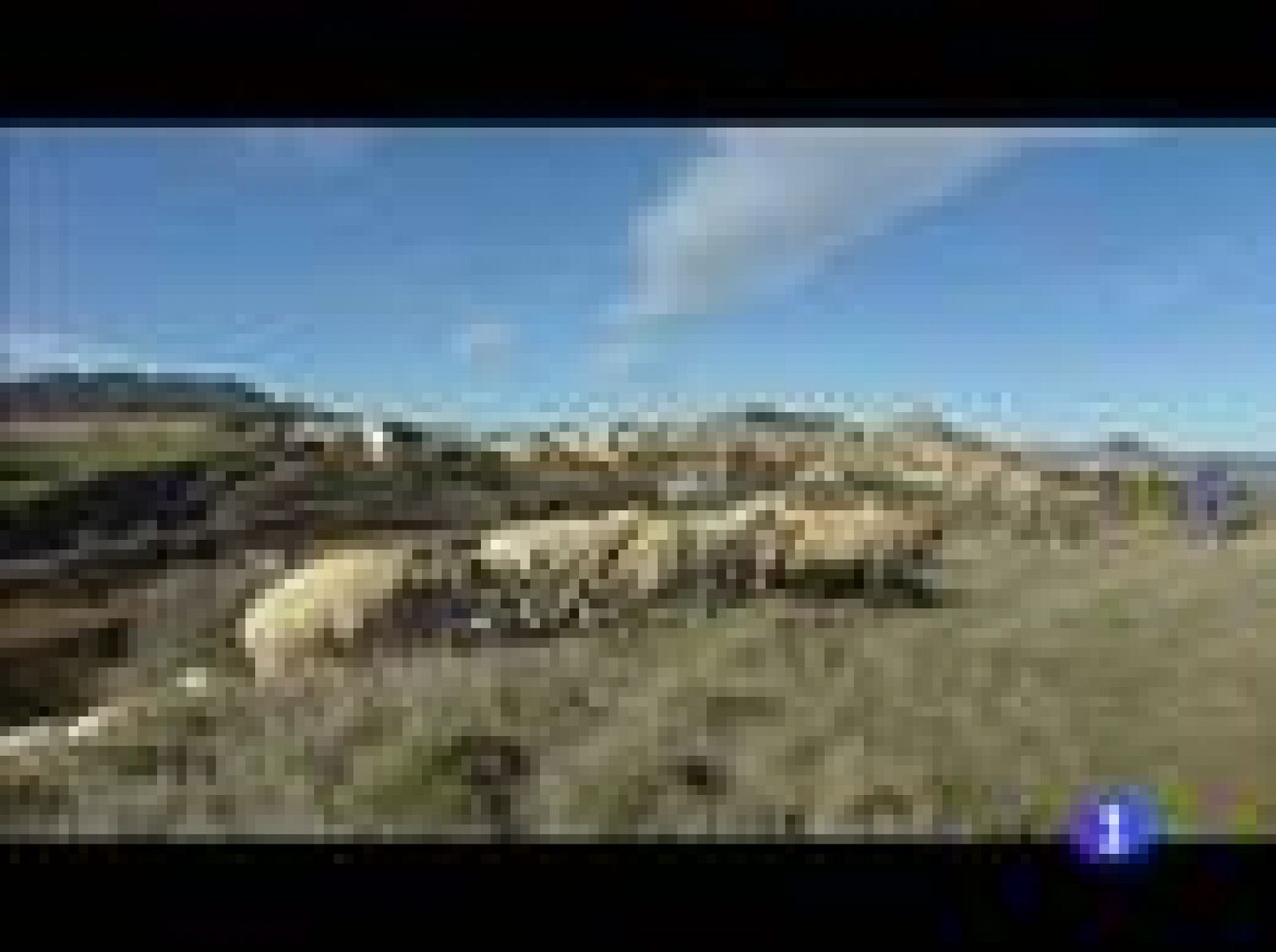 Versión española - Sos del Rey Católico celebra los 25 años de La Vaquilla | Ver