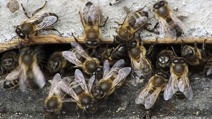 Red Natura 2000 - Programa 6