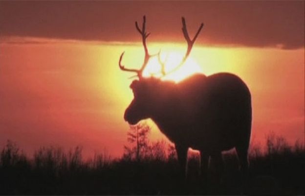 Ciencia y tecnología en Rtve.es - Renos en peligro de extinción