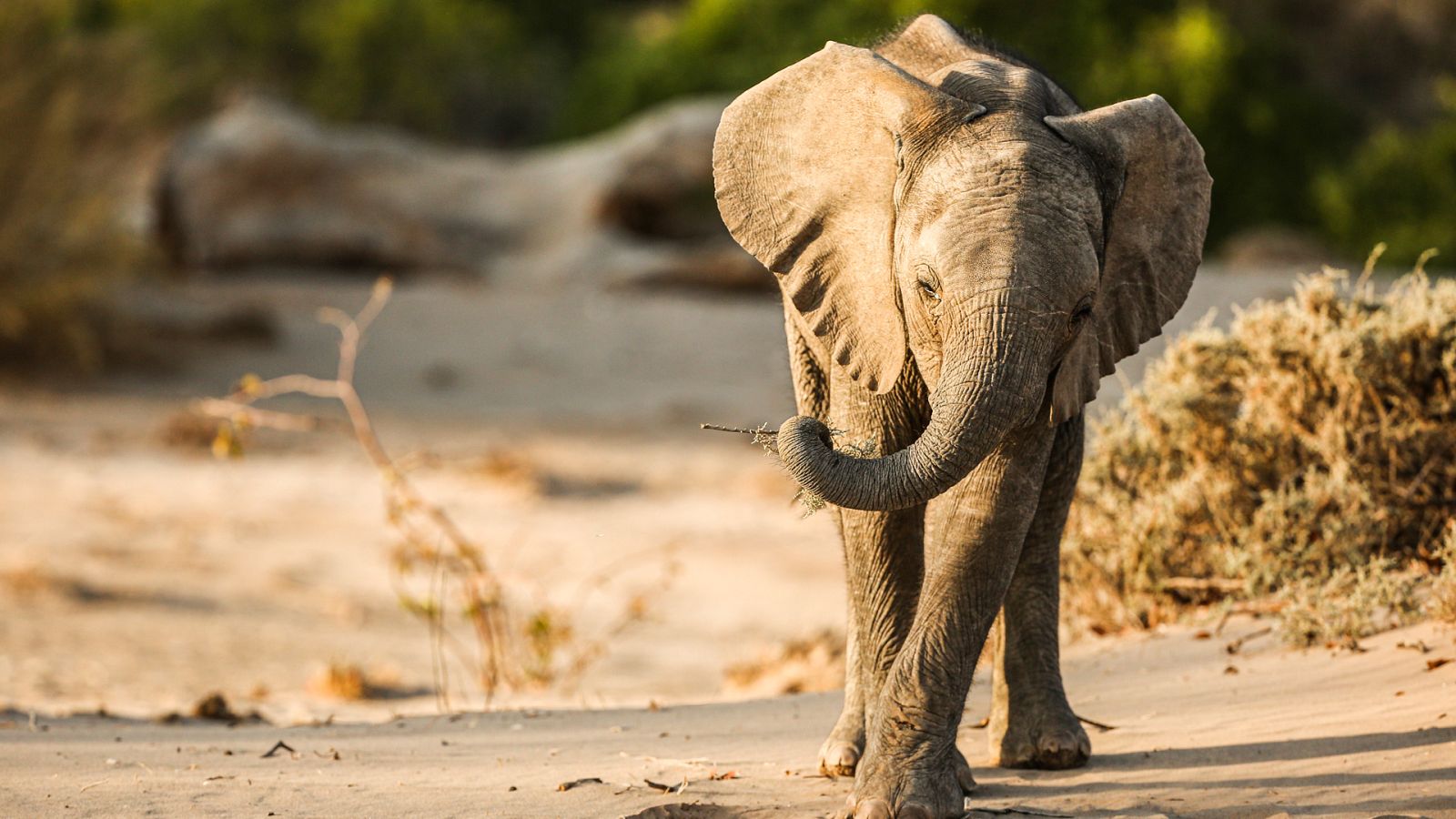 Edén: Paraísos remotos - Episodio 2: Namibia: El desierto del Namib - Ver ahora