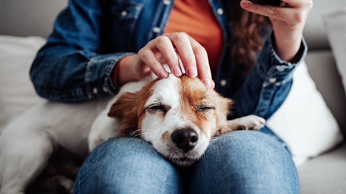 Petardos, un sonido que aterroriza a los perros