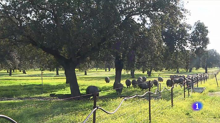 La Montanera, salvada por las últimas lluvias