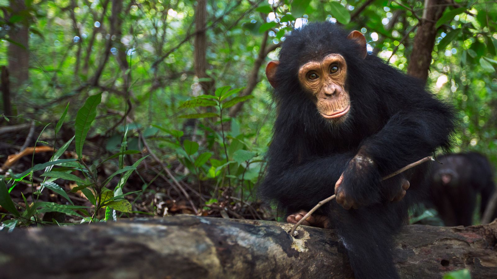 Animal Einsteins - Episodio 1: Grandes mentes - Documental en RTVE