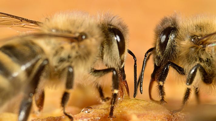 Animal Einsteins - Comunicadores