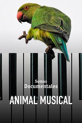 Animal musical