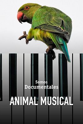 Somos Documentales - Animal musical