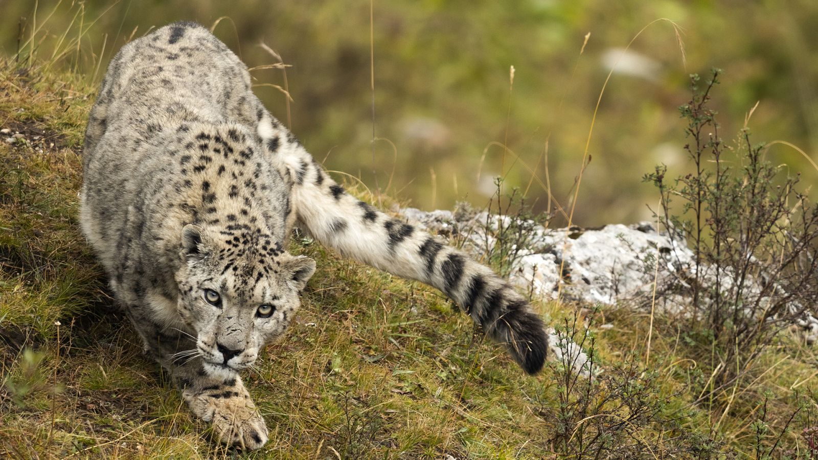 El reino del hielo del leopardo de las nieves - Documental en RTVE