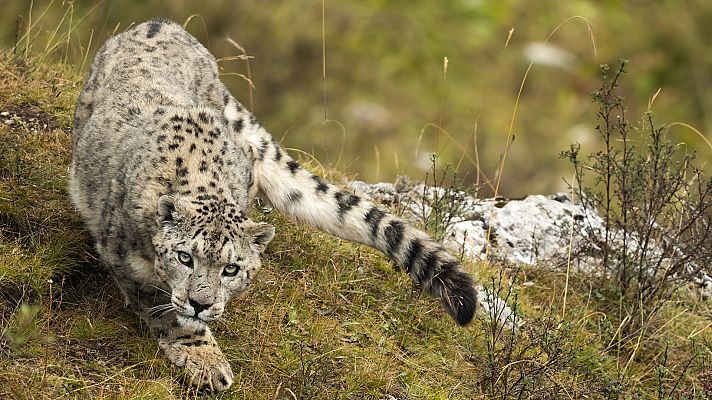El reino del hielo del leopardo de las nieves