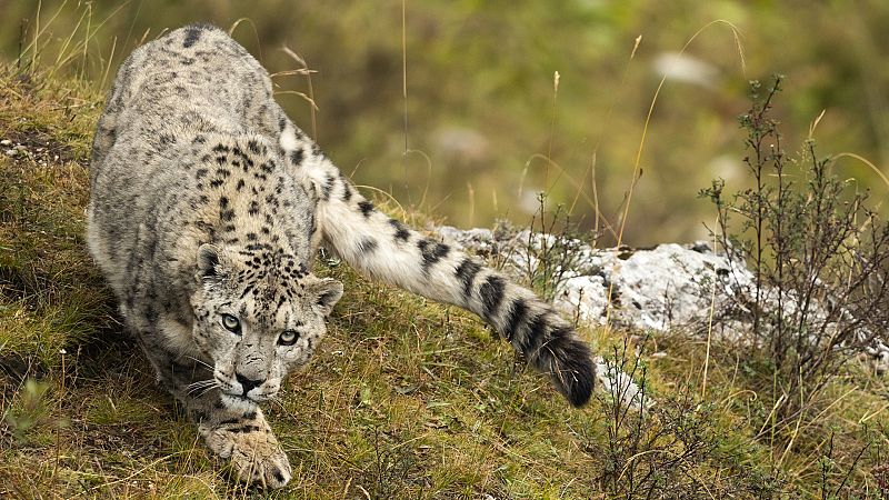 Somos documentales - El reino del hielo del leopardo de las nieves - ver ahora