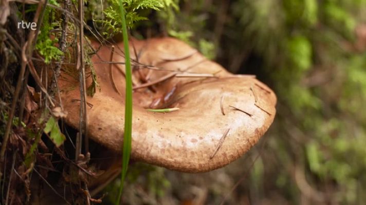 Aquí la Tierra - Ruta por la Selva Negra