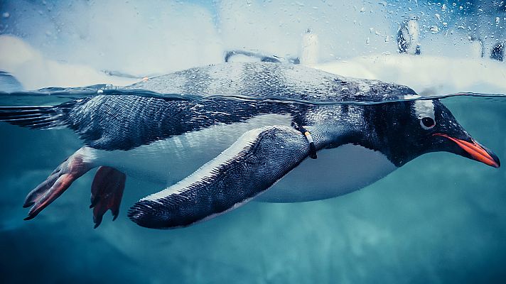 Somos Documentales - Pingüinos