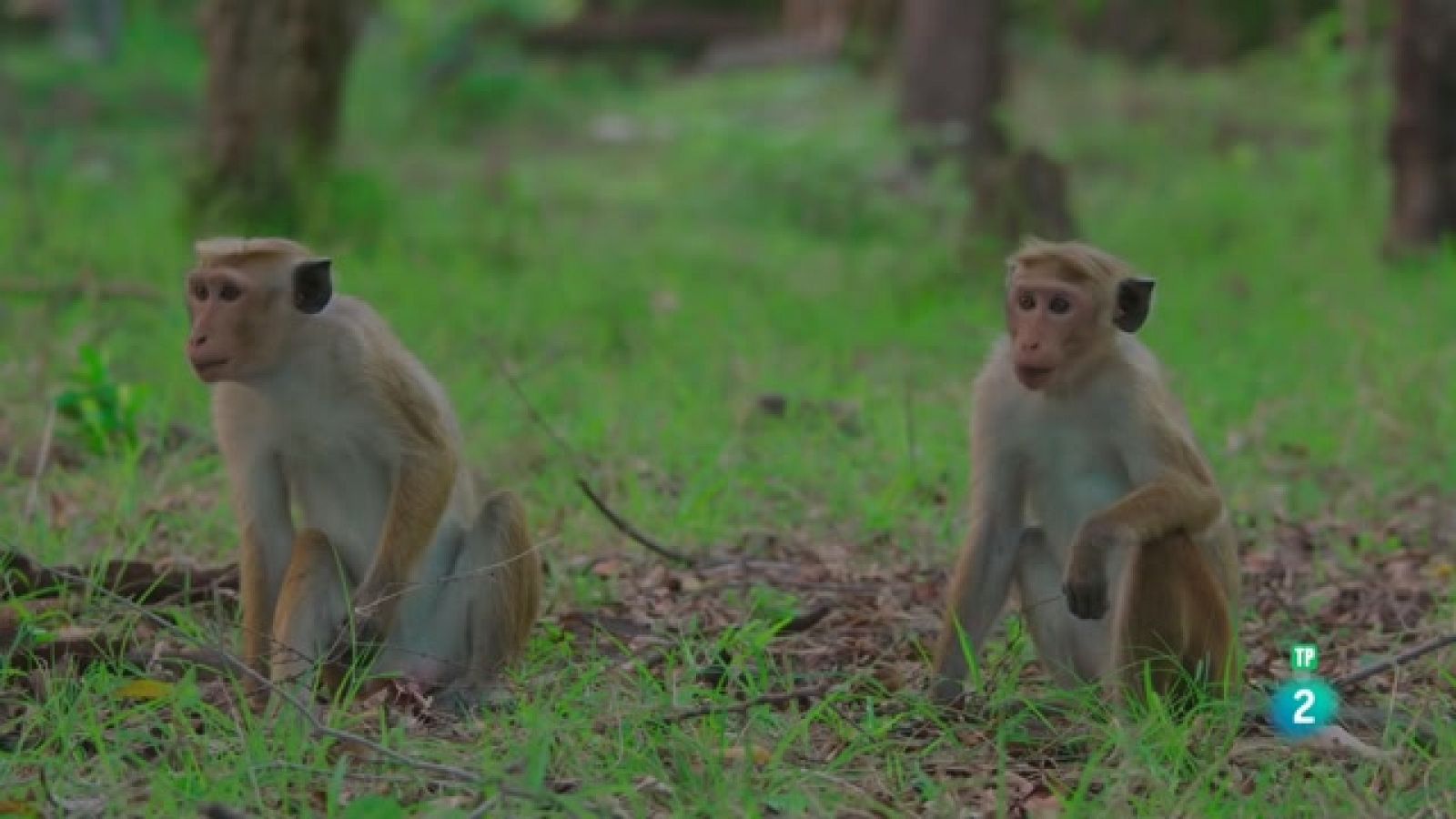 Som Documentals - L'illa dels micos 2: Marxar a casa - Veure ara