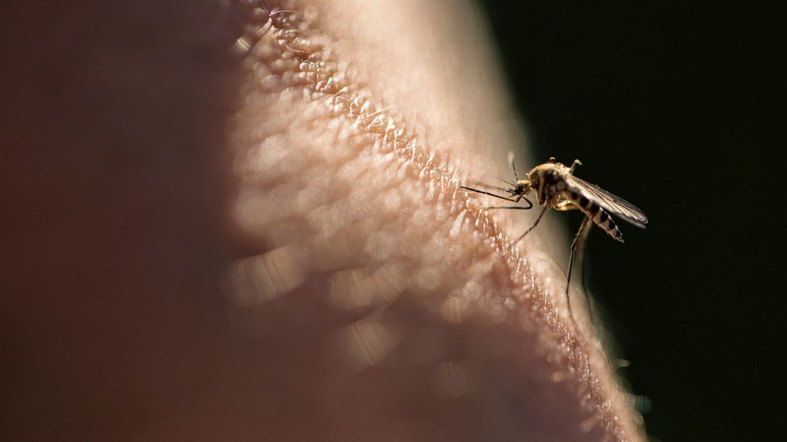 Plaga de mosquitos en Barcelona en pleno invierno