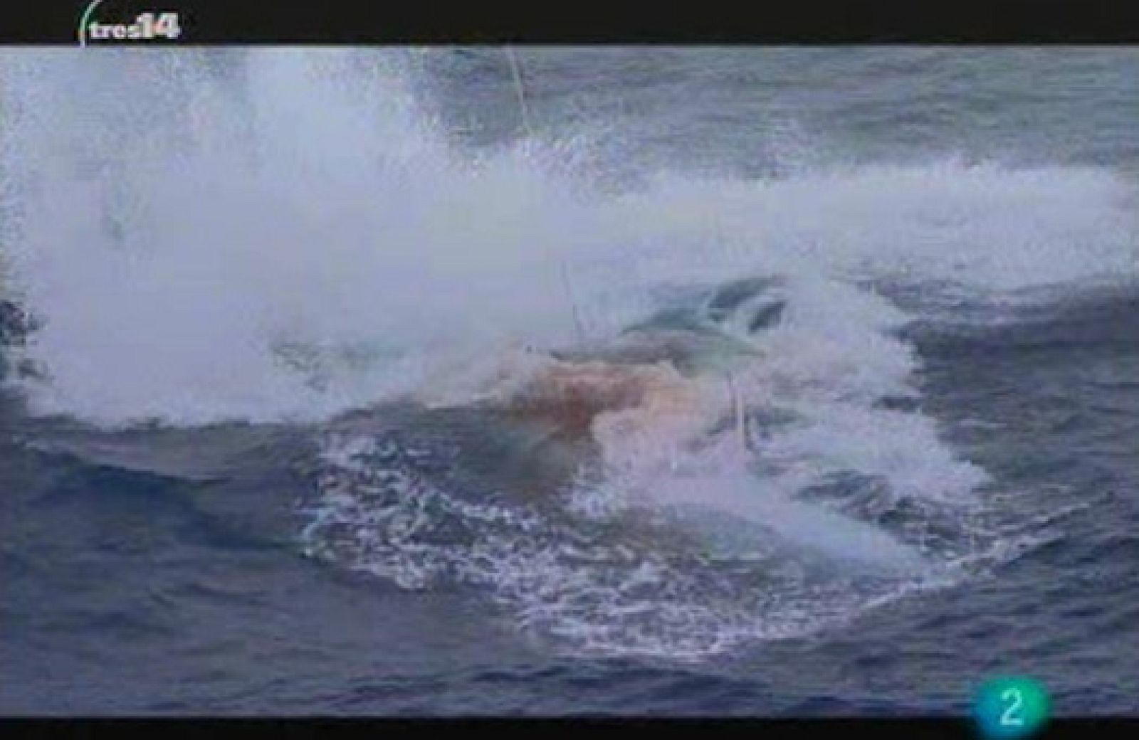 Gigantes del mar (animales grandes)