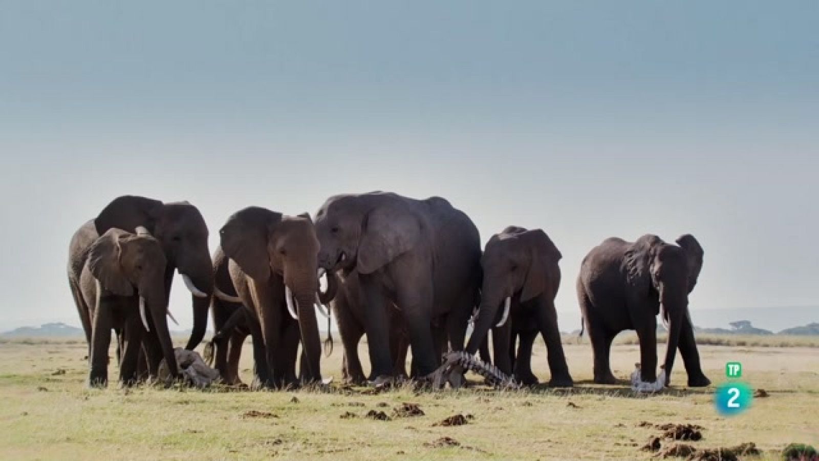 Som Documentals - Einsteins Animals 4: Éssers socials - Veure ara