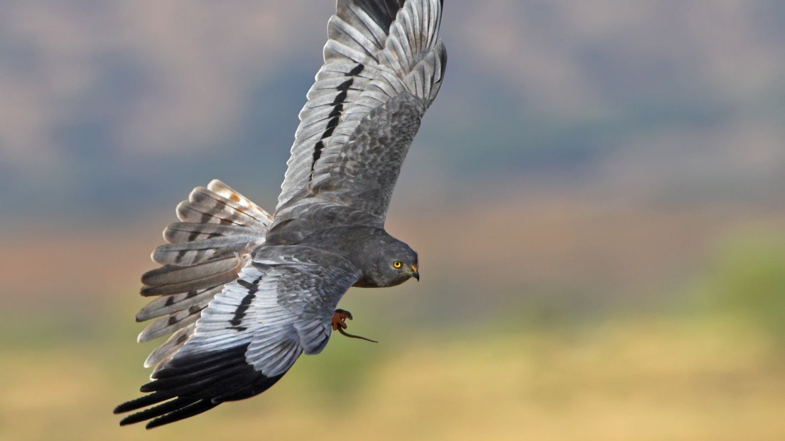 El aguilucho cenizo, ave del 2023