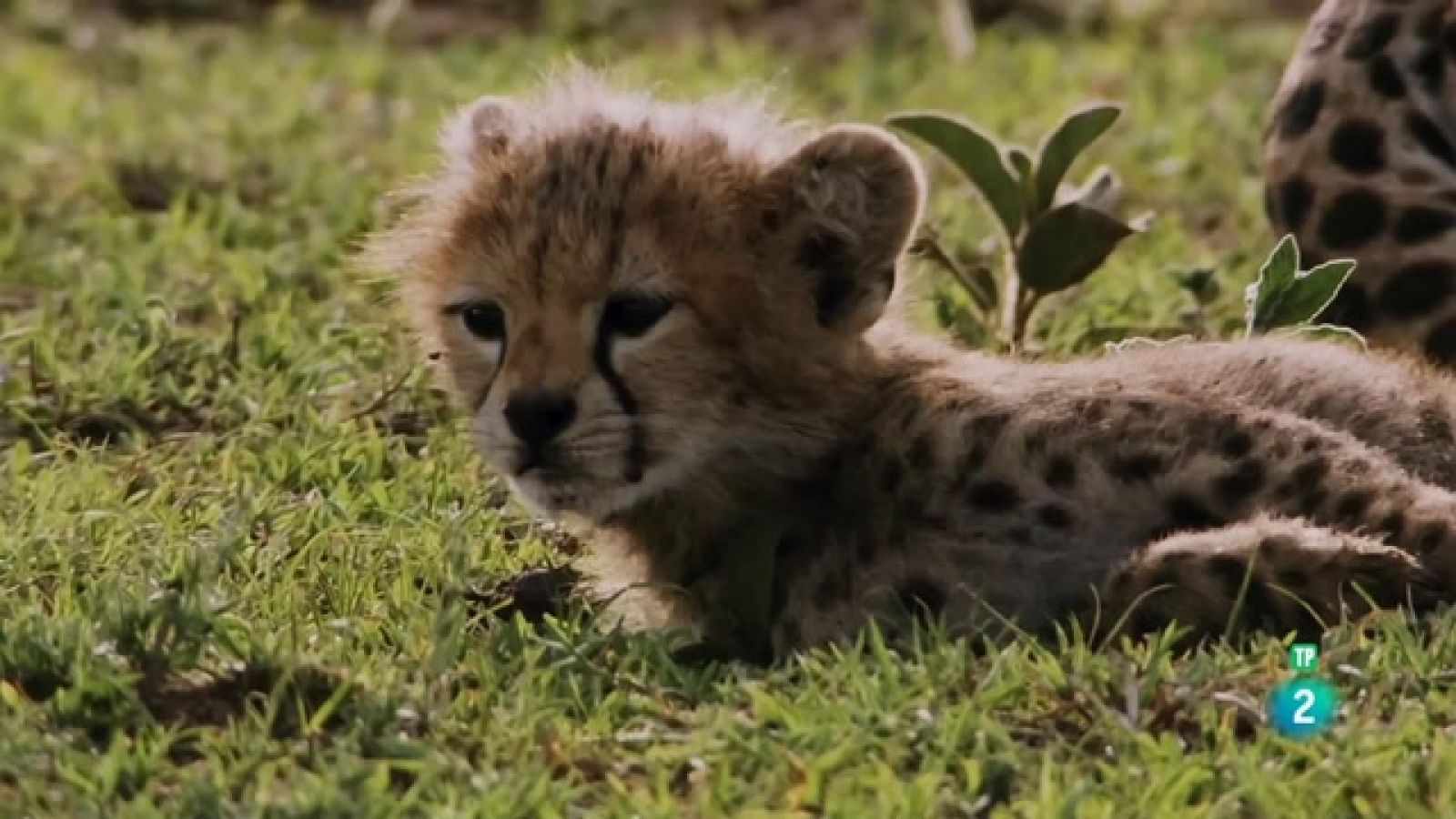 Som Documentals - Einsteins animals 5: mestres de l'engany - Veure ara