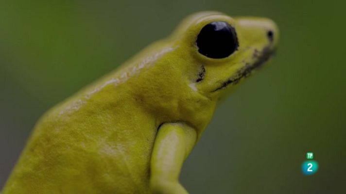 Som Documentals - A la Colòmbia salvatge: Romeu i Julieta