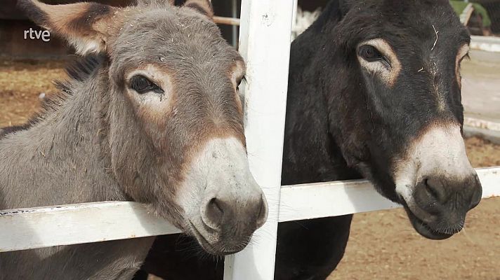 Burros, así son estos animales inteligentes 