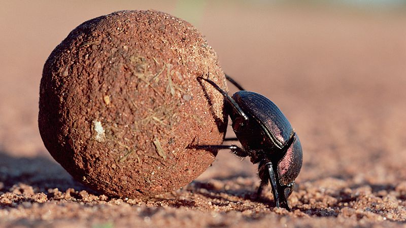 Animal Einsteins - Episodio 6: Viajeros - ver ahora