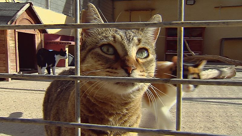 Aumenta el abandono de mascotas - Ver ahora