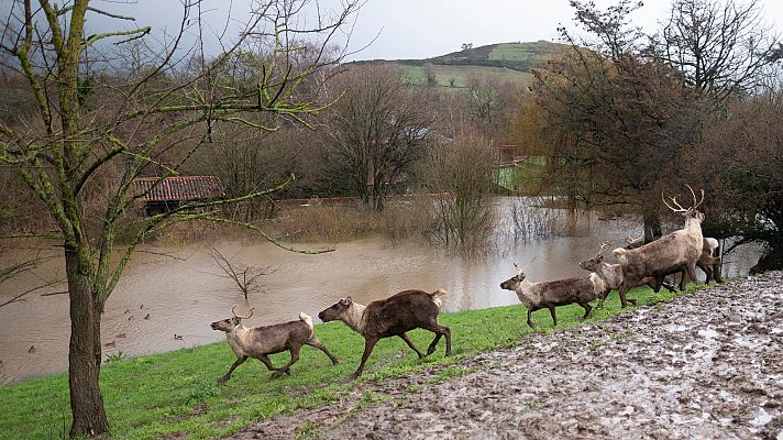 El zoo de Santillana del Mar, inundado por el temporal: "Hemos estado al borde del abismo"